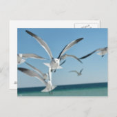 zeemeeuw 3 briefkaart (Voorkant / Achterkant)