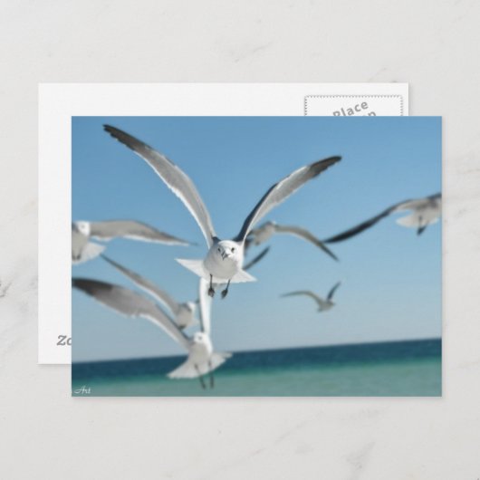 zeemeeuw 3 briefkaart (Voorkant / Achterkant)
