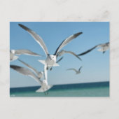 zeemeeuw 3 briefkaart (Voorkant)
