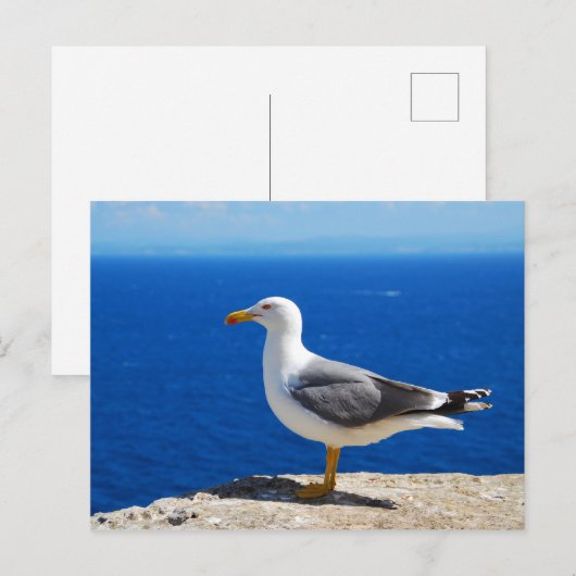 Zeemeeuw bij de strand briefkaart (Voorkant / Achterkant)