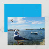 Zeemeeuw, boten en de oceaan, briefkaart (Voorkant / Achterkant)