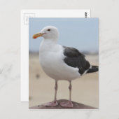 Zeemeeuw Briefkaart (Voorkant / Achterkant)