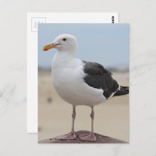 Zeemeeuw Briefkaart (Voorkant / Achterkant)