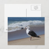 zeemeeuw briefkaart (Voorkant / Achterkant)
