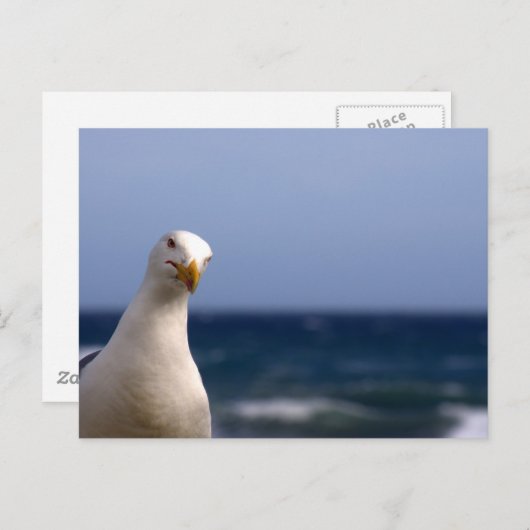 zeemeeuw briefkaart (Voorkant / Achterkant)