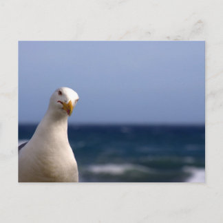 zeemeeuw briefkaart