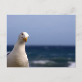 zeemeeuw briefkaart (Voorkant)