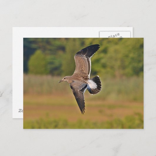 zeemeeuw briefkaart (Voorkant / Achterkant)