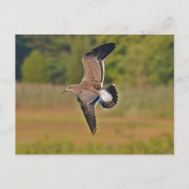 zeemeeuw briefkaart