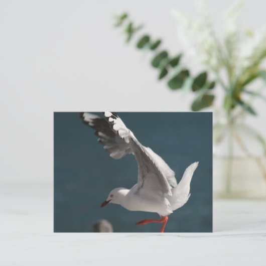 zeemeeuw briefkaart (Staand voorkant)