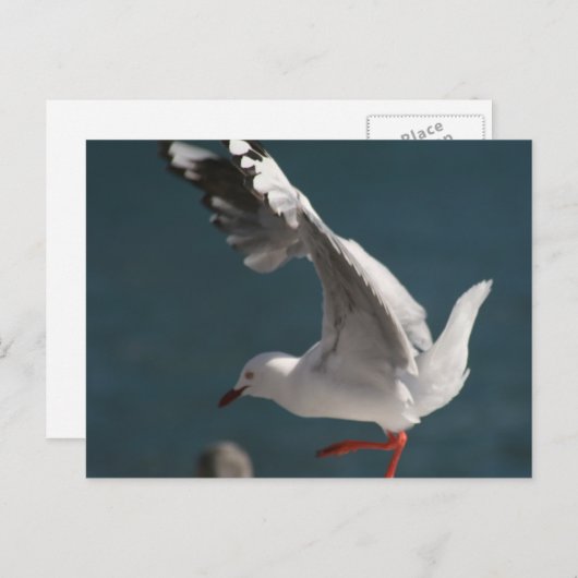 zeemeeuw briefkaart (Voorkant / Achterkant)