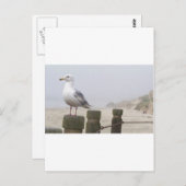 zeemeeuw briefkaart (Voorkant / Achterkant)