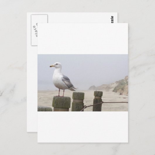 zeemeeuw briefkaart (Voorkant / Achterkant)