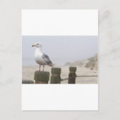 zeemeeuw briefkaart (Voorkant)