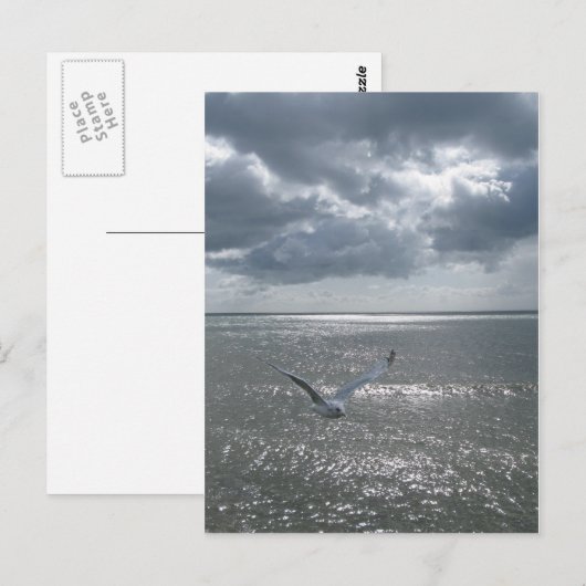 zeemeeuw briefkaart (Voorkant / Achterkant)
