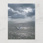 zeemeeuw briefkaart (Voorkant)