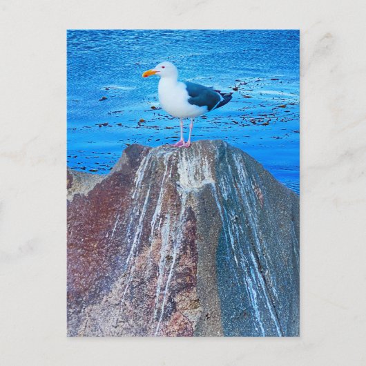 zeemeeuw briefkaart (Voorkant)