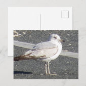 zeemeeuw briefkaart (Voorkant / Achterkant)