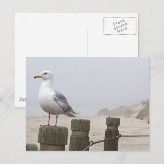 zeemeeuw briefkaart (Voorkant / Achterkant)