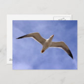 zeemeeuw briefkaart (Voorkant / Achterkant)