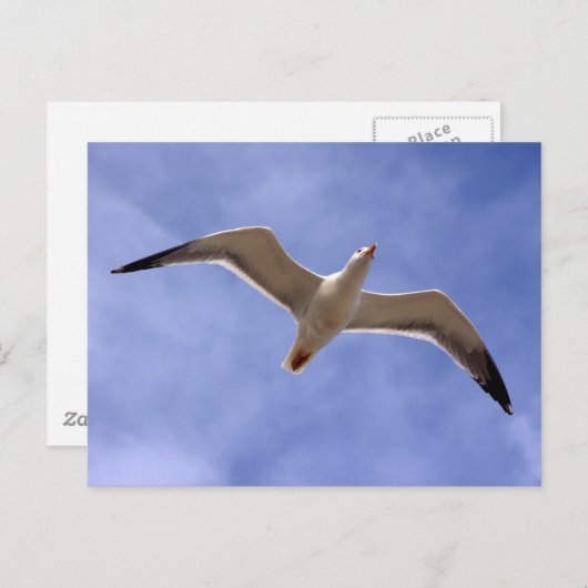 zeemeeuw briefkaart (Voorkant / Achterkant)