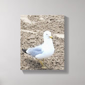 zeemeeuw canvas afdruk (Voorkant)