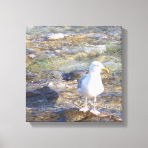 zeemeeuw canvas print