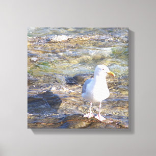 zeemeeuw canvas print
