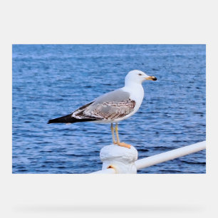 Zeemeeuw Constanta Roemenië – Zwarte Zee-fotografi Acryl Bord