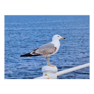 Zeemeeuw Constanta Roemenië – Zwarte Zee-fotografi Perfect Poster
