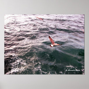 ZEEMEEUW DIE OVER DE GOLVEN VLIET POSTER