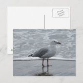 Zeemeeuw door het water briefkaart (Voorkant / Achterkant)