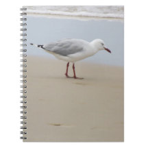 Zeemeeuw door het Zee