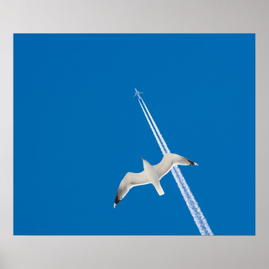 Zeemeeuw en vliegtuig poster (Voorkant)