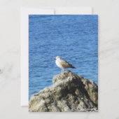 zeemeeuw feestdagenkaart (Voorkant)