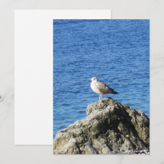 zeemeeuw feestdagenkaart (Voorkant / Achterkant)