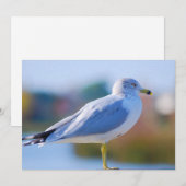 zeemeeuw feestdagenkaart (Voorkant / Achterkant)