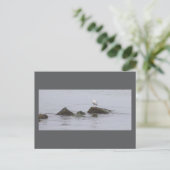 Zeemeeuw Foto Ansichtkaart Briefkaart (Staand voorkant)