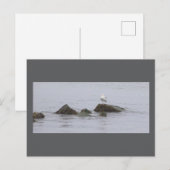 Zeemeeuw Foto Ansichtkaart Briefkaart (Voorkant / Achterkant)