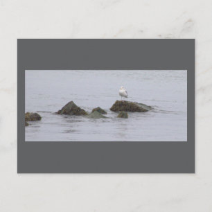 Zeemeeuw Foto Ansichtkaart Briefkaart