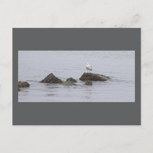 Zeemeeuw Foto Ansichtkaart Briefkaart (Voorkant)