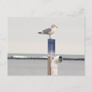 Zeemeeuw Foto Ansichtkaart Briefkaart