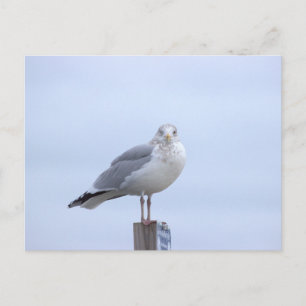 Zeemeeuw Foto Ansichtkaart Briefkaart