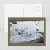 Zeemeeuw Foto Ansichtkaart Briefkaart (Voorkant / Achterkant)