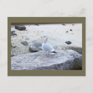 Zeemeeuw Foto Ansichtkaart Briefkaart