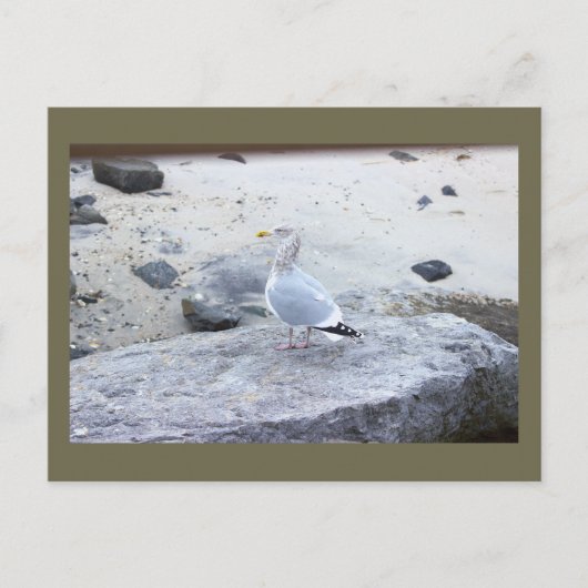 Zeemeeuw Foto Ansichtkaart Briefkaart (Voorkant)