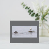Zeemeeuw Foto Ansichtkaart Briefkaart (Staand voorkant)