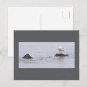 Zeemeeuw Foto Ansichtkaart Briefkaart (Voorkant / Achterkant)