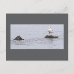 Zeemeeuw Foto Ansichtkaart Briefkaart