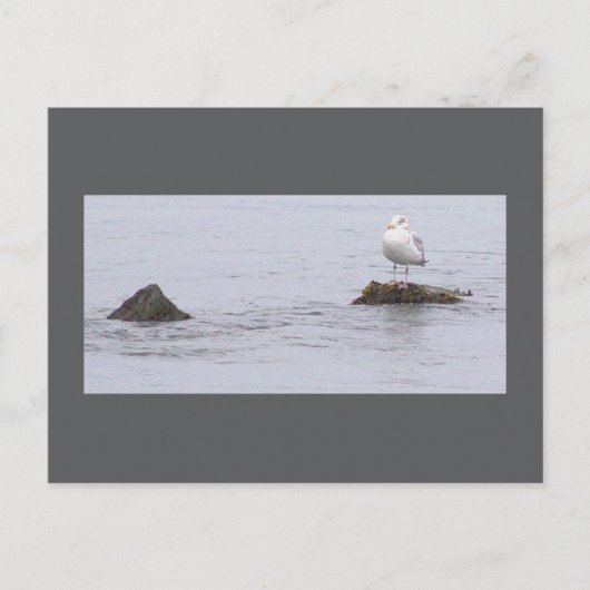 Zeemeeuw Foto Ansichtkaart Briefkaart (Voorkant)